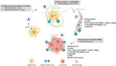 Monitoring T Cells Responses Mounted by Therapeutic Cancer Vaccines